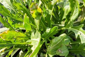 Roquette sauvage 'Grazia'
