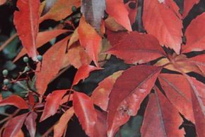 Vigne vierge vraie 'Engelmannii'