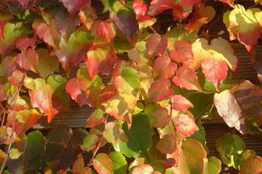 Vigne vierge vraie 'Green Spring'