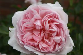 Rosier 'Wildeve�'
