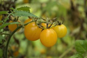 Tomate sauvage 'Golden Currant'