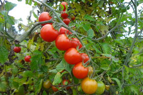 Tomate sauvage 'Rote Murmel' (semences) BIO