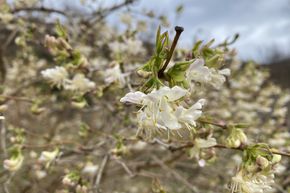 Ch�vrefeuille d'hiver