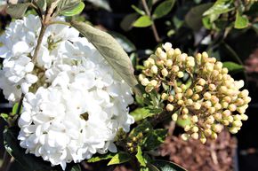 Viorne boule de neige 'Eskimo'