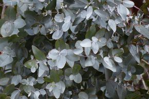 Gommier cidre, Eucalyptus rustique 'Silverana'