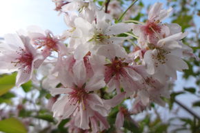 Cerisier d'hiver 'Autumnalis'