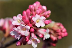 Viorne d'hiver 'Dawn'