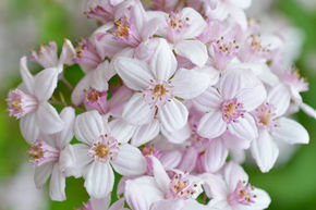 Deutzia 'Mont Rose' - plante XXL