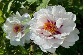 Pivoine arbustive 'Xiang Yu'