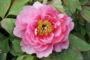 Pivoine arbustive 'Yin Hong Qiao Dui'