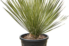 Yucca elata