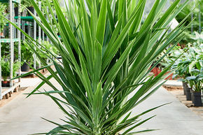 Yucca pied d'�l�phant (120-150)