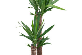 Yucca pied d'�l�phant