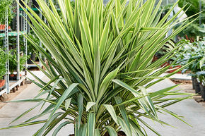 Yucca pied d'�l�phant 'Jewel' (120-140)
