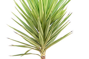 Yucca elephantipes 'Jewel'