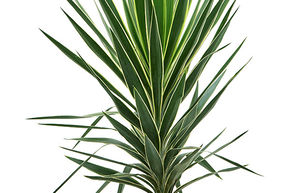 Yucca pied d'�l�phant 'Puck'
