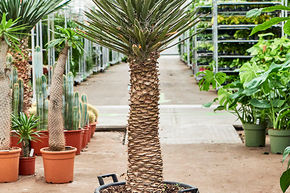 Yucca filif�re