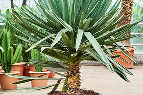 Yucca gloriosa 'Lone Star'