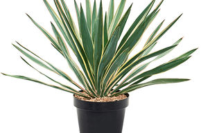 Dague espagnole 'Variegata'