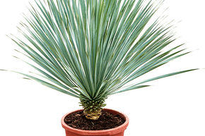 Yucca bleu du Mexique (100-110)