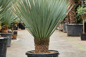 Yucca bleu du Mexique (120-140)