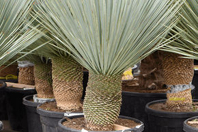 Yucca bleu du Mexique (150-160)