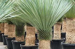 Yucca bleu du Mexique (150-180)