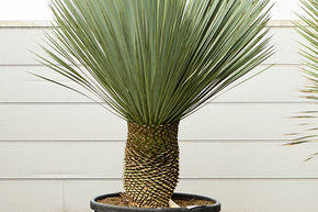 Yucca bleu du Mexique (160-170)