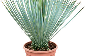 Yucca bleu du Mexique
