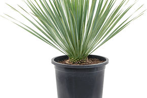 Yucca bleu du Mexique (100-140)