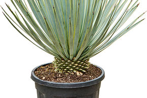 Yucca thompsoniana