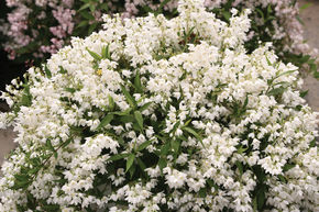 Deutzie naine 'Yuki Snowflake�'