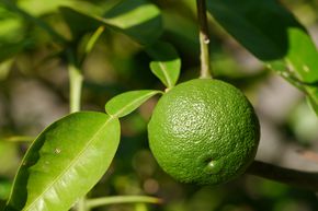 Yuzu