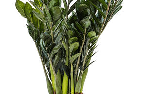 Plante ZZ 'Super Nova'
