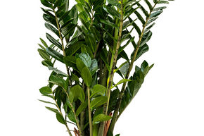 Plante ZZ