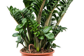Plante ZZ 'Zenzi'