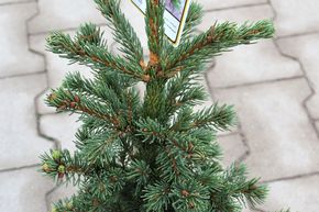 Sapin bleu, Epinette bleue 'Lucky Strike' - tronc nain