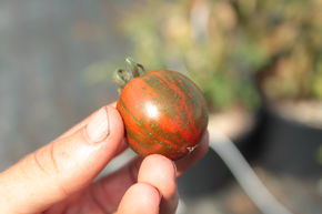 Tomate, tomate cocktail 'Zebrino'
