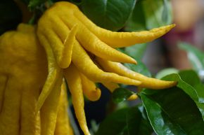 Citrus medica 'Digitata' - Main de Bouddha