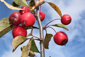 Pommier d'ornement 'Eleyi'