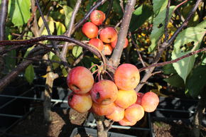 Pommier d'ornement 'Evereste�'