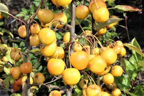 Pommier d'ornement 'Golden Hornet'
