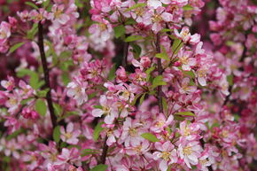 Pommier d'ornement 'Hillieri'
