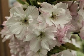 Cerisier d'ornement 'Amanogawa'