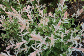 Saule crevette 'Hakuro Nishiki'