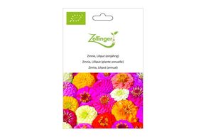 Zinnia, Lilliput
