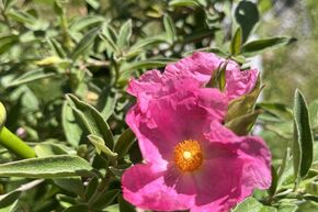 Ciste 'Silver Pink'