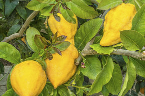 Citron 'Florentina'