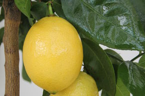 Citron limon 'Lemox'