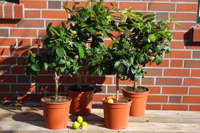 Lot d'agrumes 'Zitronenlust' (Plaisir citronn�).